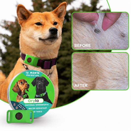 Long‑Lasting Flea & Tick Protection for Pets
